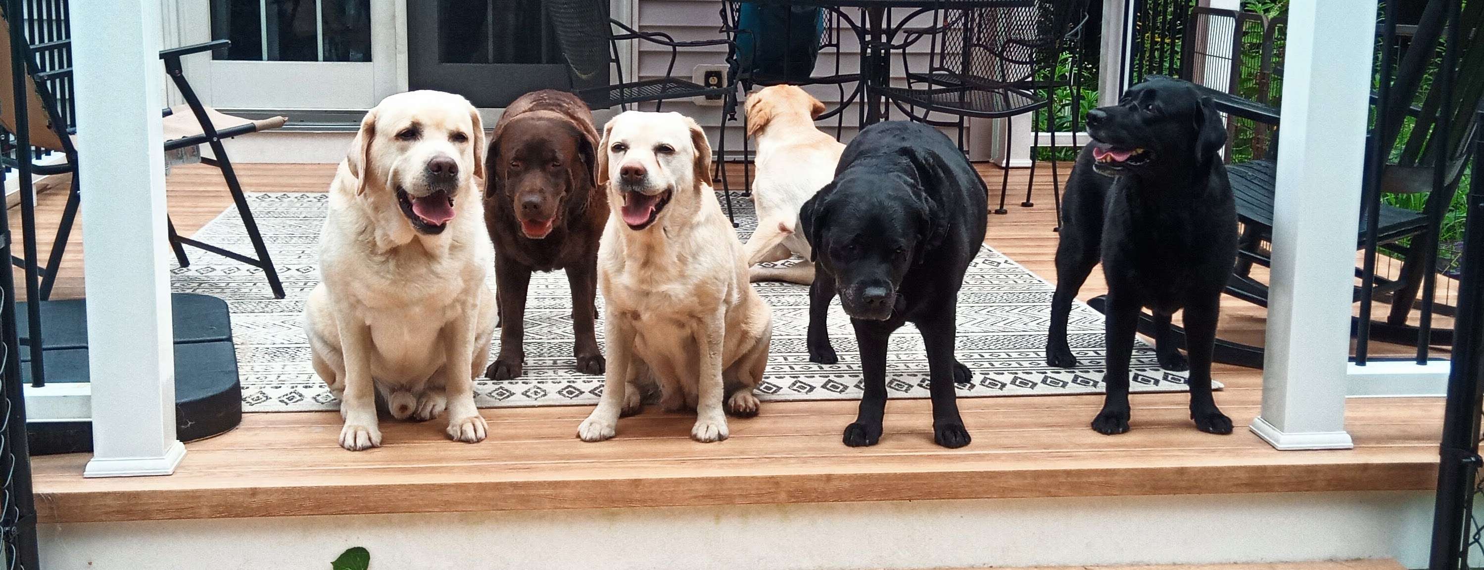 Happy family dogs on the porch